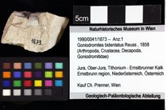Foto (Objket + Etiketten) von Galatheites britmelanarum (Robins & Klompmaker, 2019) 